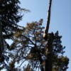 Eagle Tree Service