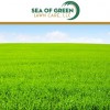 Sea Of Green Lawn Care