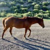 Cottonwood Cove Guest Ranch