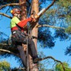 Columbus Georgia Tree Removal & Services