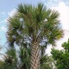 Florida Sabal Land Service