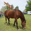 VR Equine Growth & Learning Center