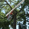 Vineland Tree Care