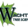 Wachtel Tree Science