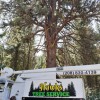 Hawks Tree Service