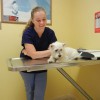 Arlington Animal Hospital