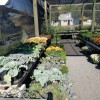 SYG Nursery & Landscaping