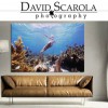 David Scarola Photography