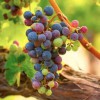 Blue Ridge Wine Excursions