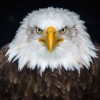 Eagle Eye Tax Service