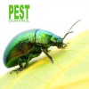 Best Miami Pest Control Service