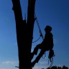 Tree Service Peoria