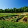 Four Daughters Farm