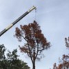 Econo Tree Service