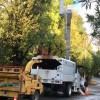 AAA Tree Service