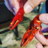 Cajun Crawfish