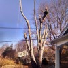 Arbortech Tree Service