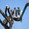 Southbury Tree Care & Removal