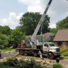 MSP Tree Service