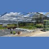 Cavicchio Greenhouses