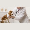 Kelly Veterinary Clinic