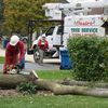 Castro's Tree Service