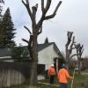 Richards Tree Service