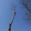 Apex Tree Service