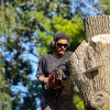 Long Island Tree Service