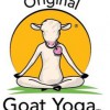 Original Goat Yoga