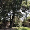 Yuba Sutter Tree Service