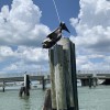 Clearwater Ferry