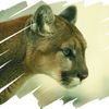 Cougar Graphics