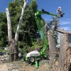 Art Tree Removal