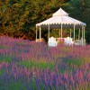 Jardin Du Soleil Lavender