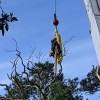 Eva's Tree Service