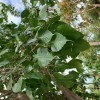 Bodhi Tree Yoga