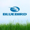 Blue Bird Turf