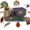 Premium Pest Control Of Placentia