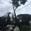 Matt's Tree Service