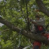 Skipper's Tree Service