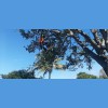 A&K Tree Service & More