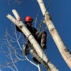 Timberline Tree Service