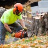 Trusted Tree Services