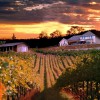 Skagit Crest Vineyard & Winery
