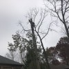 JT Tree Service