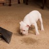 J & R's Carpet Cleaning