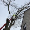 Jersey Tree Care