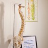 Path Of Life Chiropractic Health Center