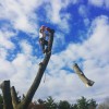 Turcotte Tree Service